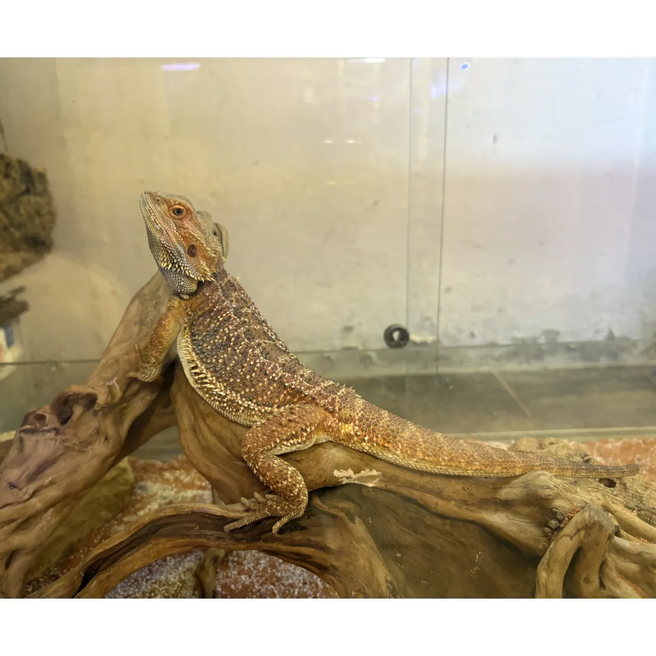 Skægagame Hun (Pogona vitticeps) 30cm